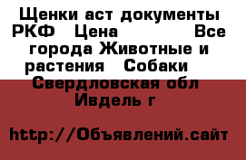 Щенки аст документы РКФ › Цена ­ 15 000 - Все города Животные и растения » Собаки   . Свердловская обл.,Ивдель г.